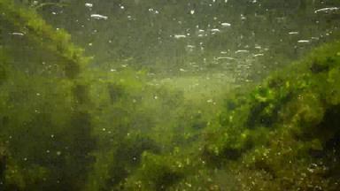 很快流动水溪绿色藻类崩溃<strong>小鱼游泳</strong>